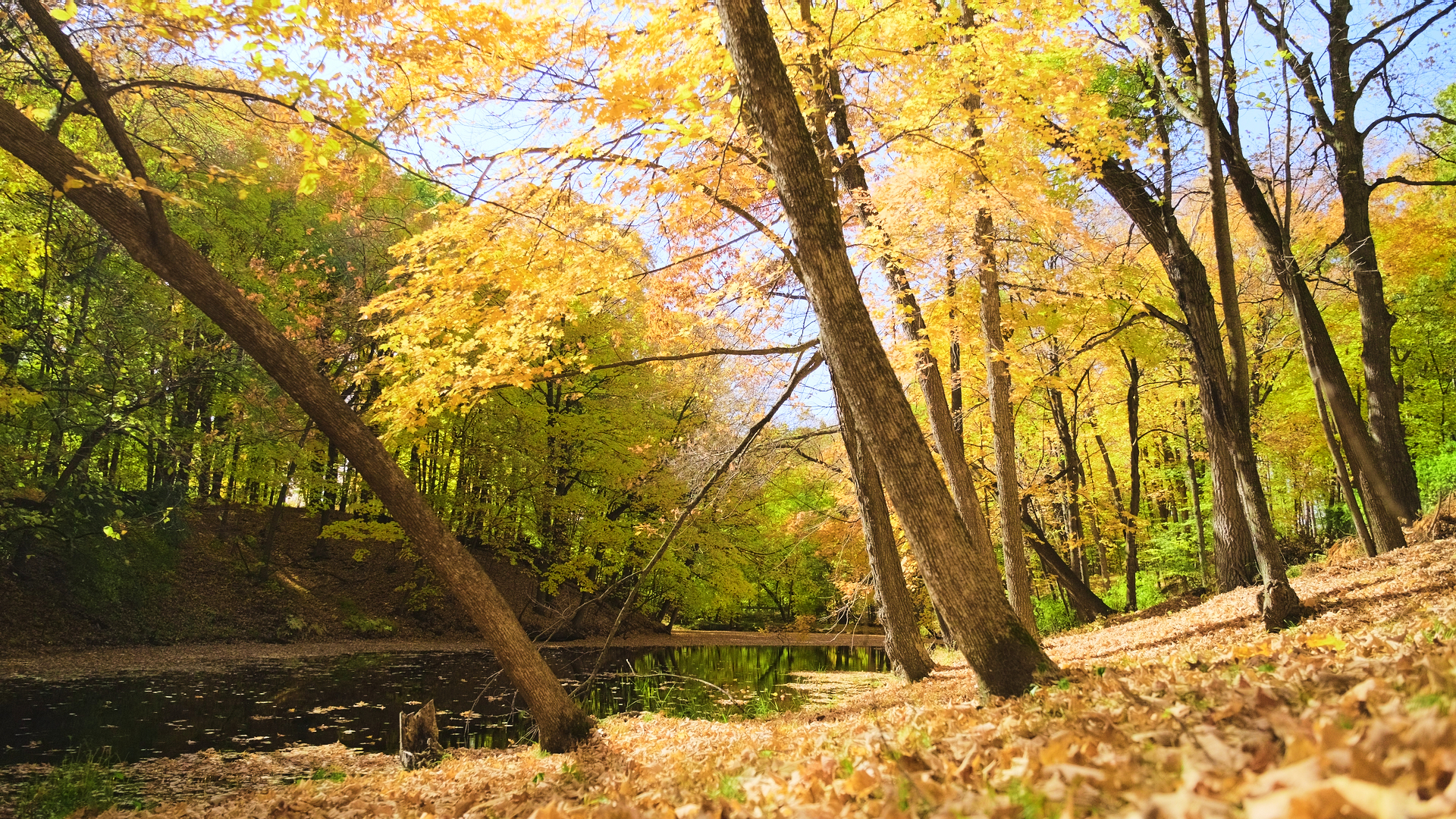 A scenic fall scene of trees with golden leaves along a Minnesota river